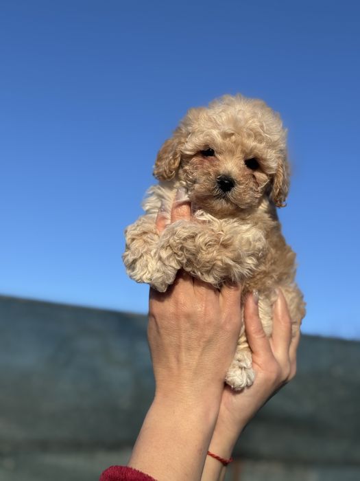 Милейшие мальтипу. Большой выбор