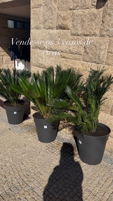 Plantas de jardim