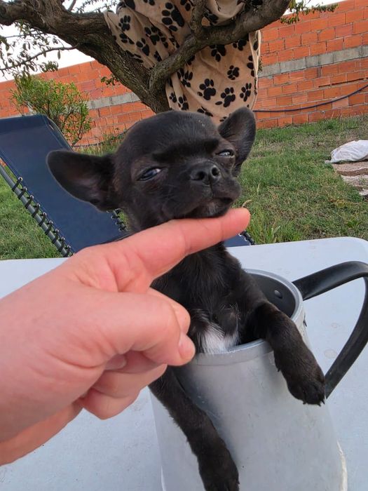 Chihuahua mini mini focinho curto