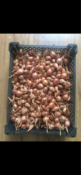 Cebula  kartoflanka rodzinna dymka do sadzenia  1 kg