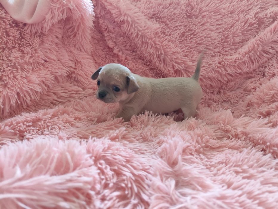 Beżowy chłopiec chihuahua
