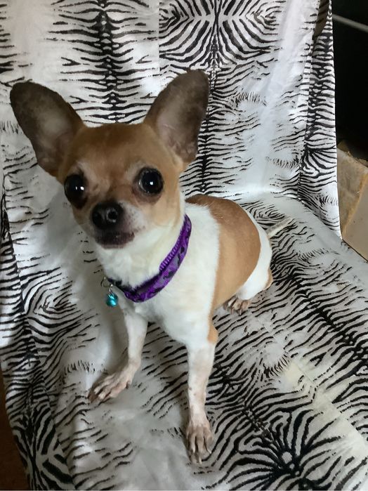 Вязка  чихуахуа .Собаки —  вязка . Щенки г. Измаил