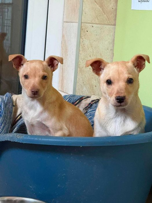 Malibu i Mimosa - słodziaki do adopcji