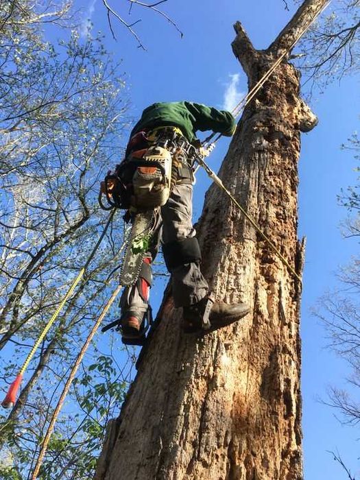 Спилювання та обрізка дерев будь-якої складності Розчищення ділянок.