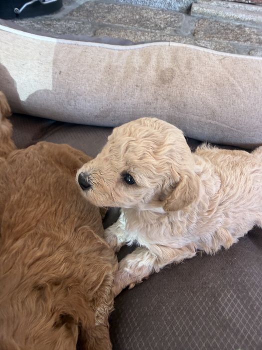 Caniche toy porte pequeno