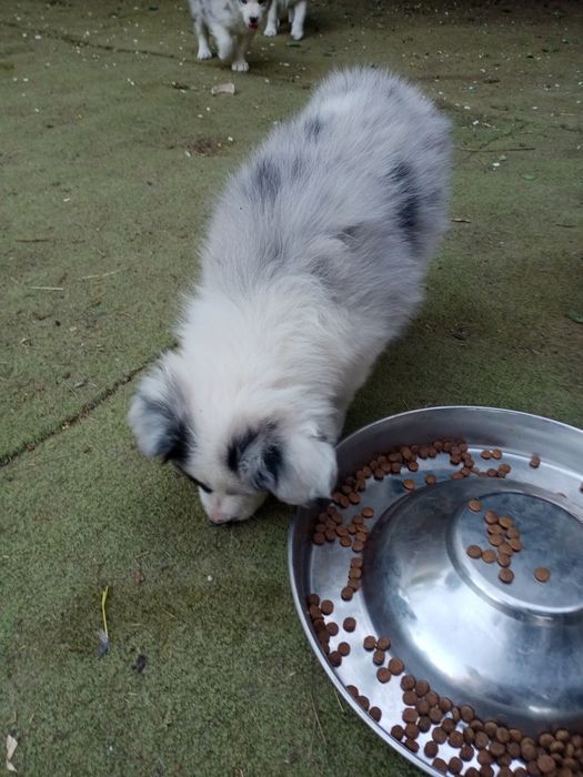 Piesek border collie blue merle