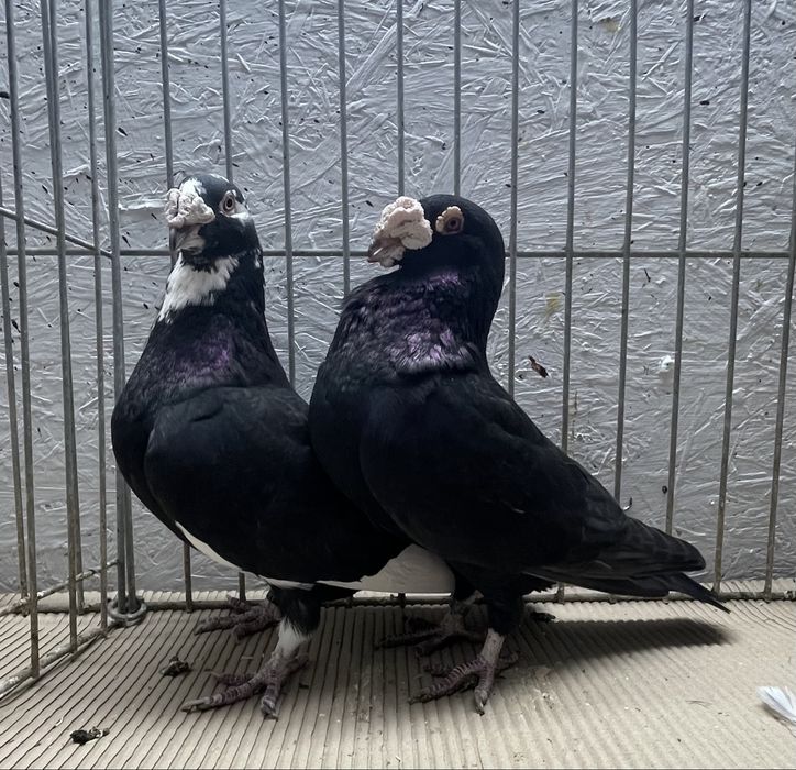 Pocztowy staropolski 3 pary