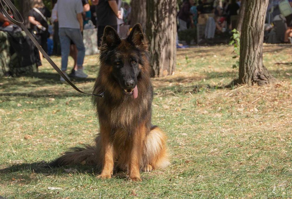 Немецкая овчарка длинник