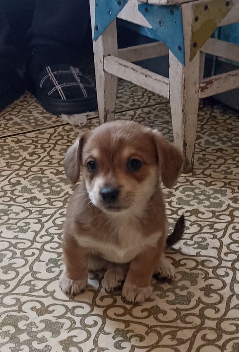 Віддам в добрі руки та люблячу сім'ю