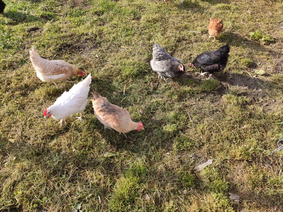 Jaja, jajka wiejskie od szczęśliwych kur.