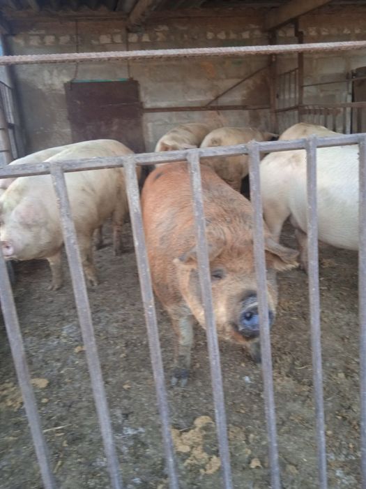 Продам свиней живою вагою.100 грн за кілограм