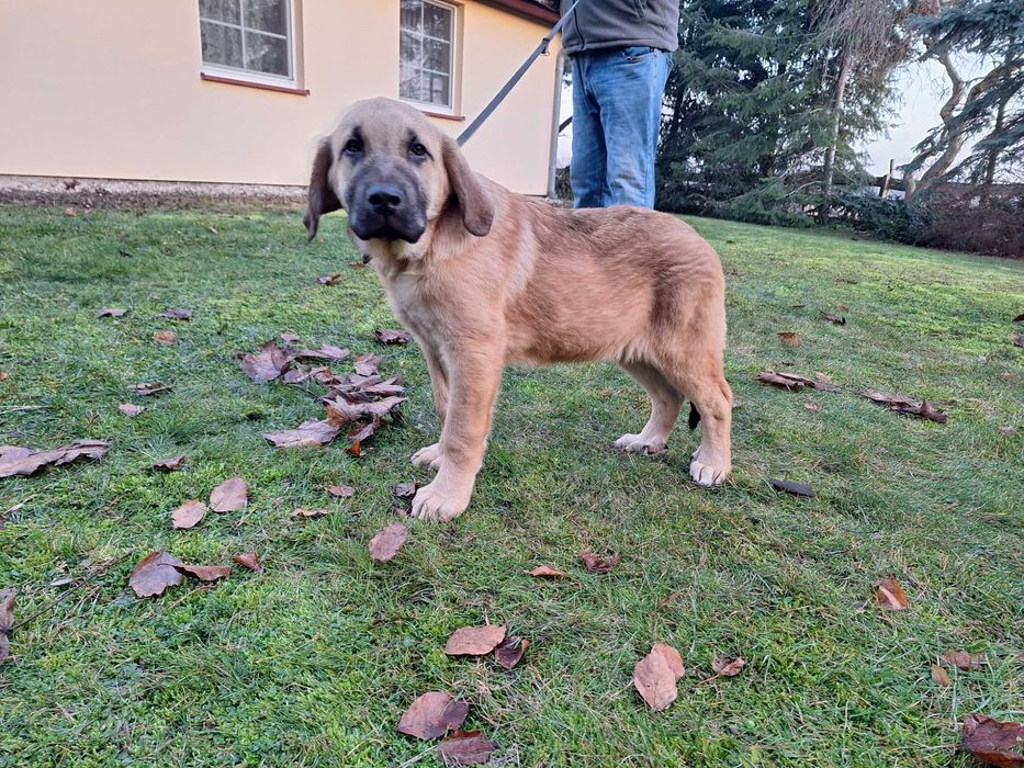 Mastif Hiszpański- piesek