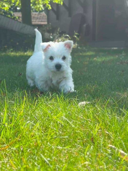 West highland white terrier przepiękny miot