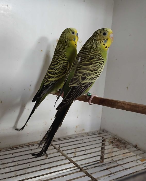 Piriquitos Australianos