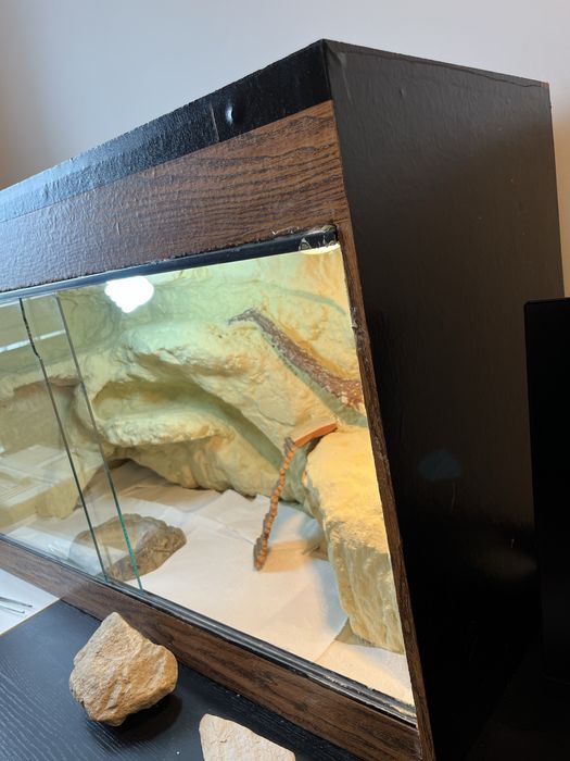 ODNOWIONE Terrarium piaskowe agama brodata + progamator czasowy