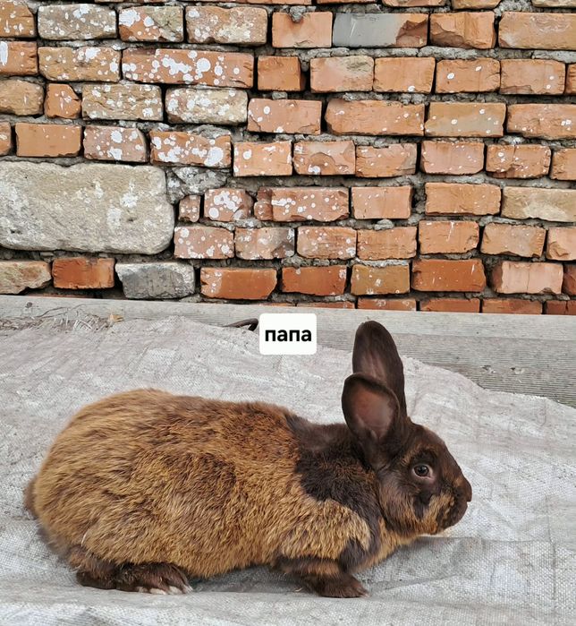 Продам крлликів 3 місяця каліфорнія