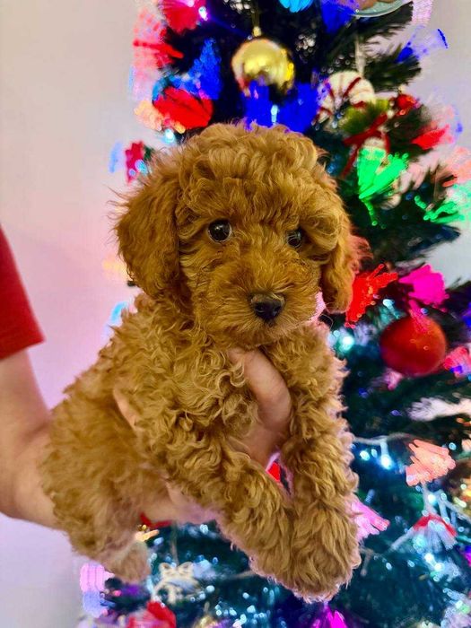 Toy Caniche Mini Femea Micro Menina Disponível