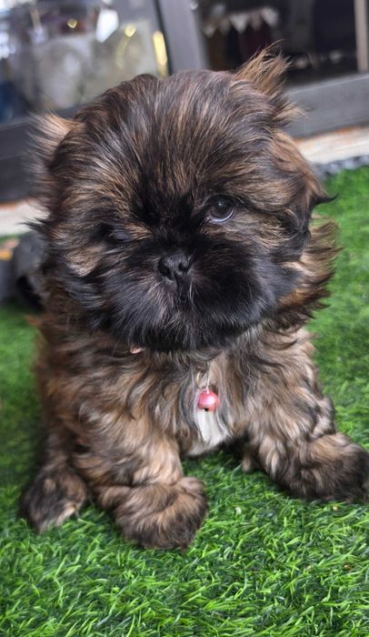 Shih Tzu  ARIA Gen Blue