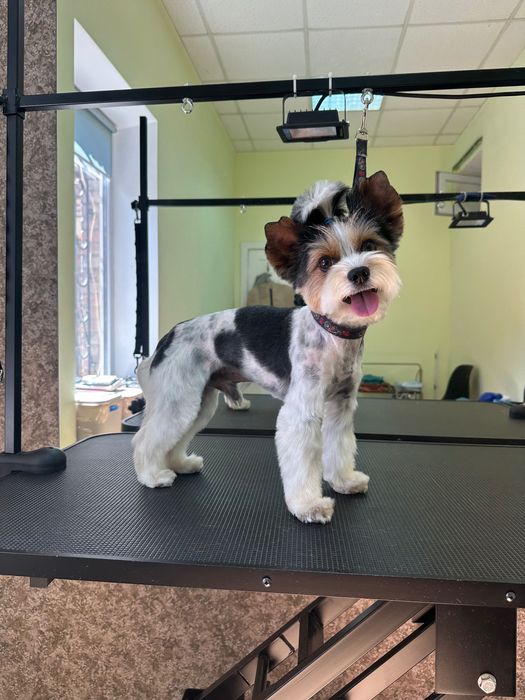 Грумінг собак,Кропивницький