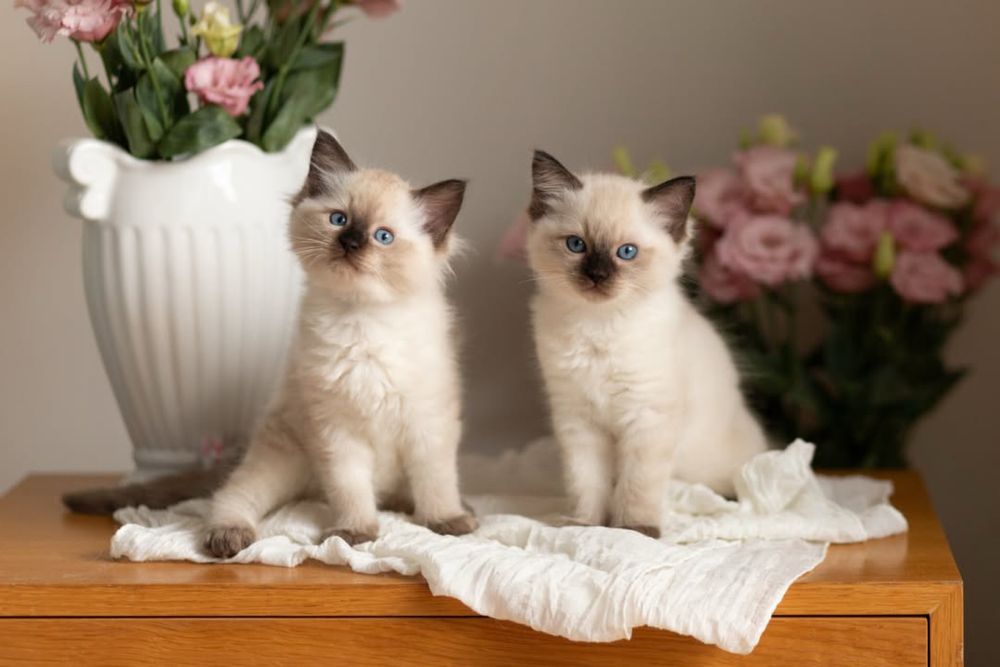 Koteczki Ragdoll -GABI i GAYA ( Koteczka Gaya zarezerwowana )