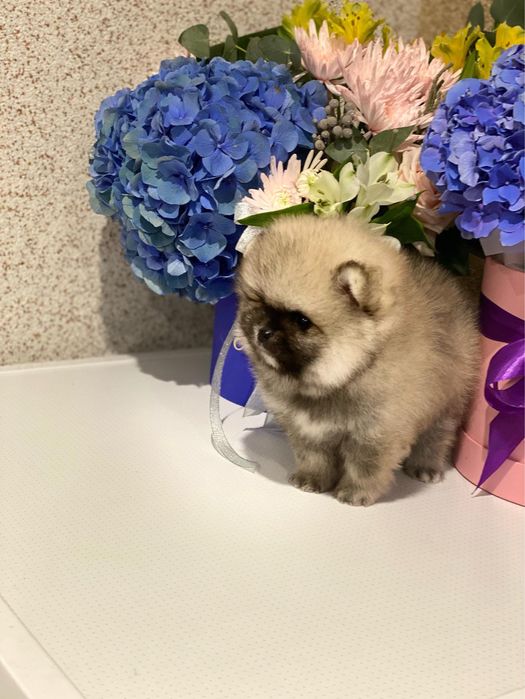 Ексклюзивний мікро хлопчик