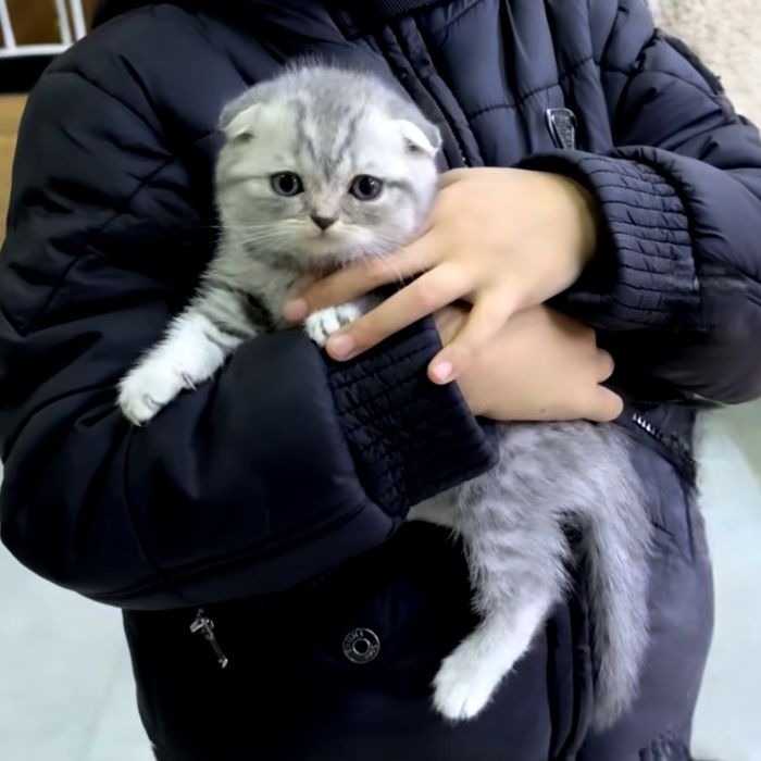 Дуже лагідні до дітей