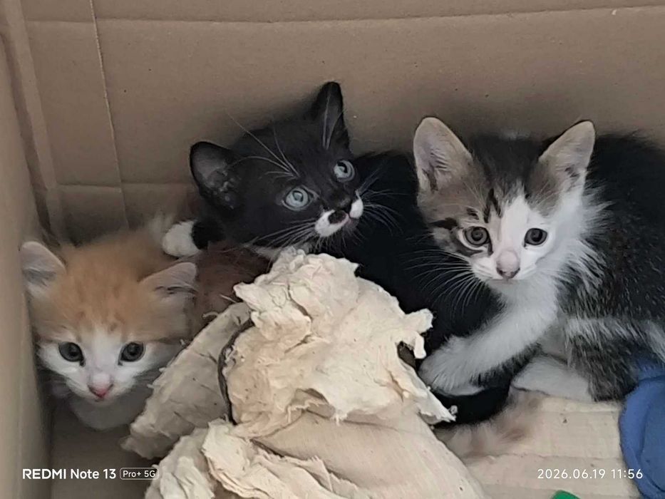 Красивый котенок. Котята брошенные  (помогите пристроить. кошечки и котики)