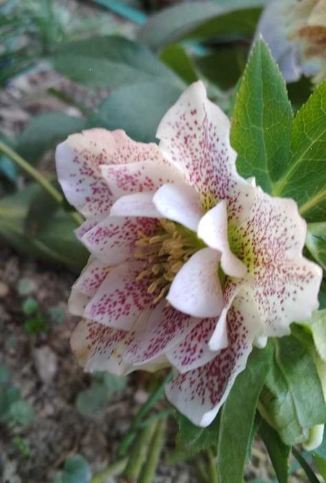 Морозник -Чемерник