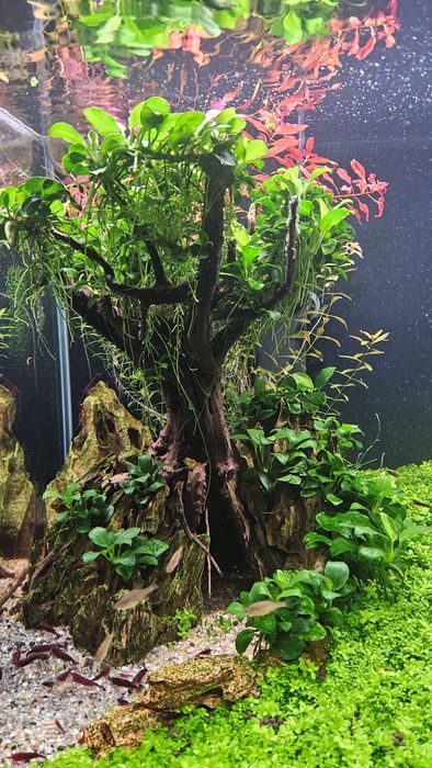 Akwarium kompletne 45l krewetkarium