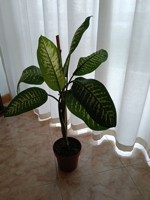 Planta natural trepadeira com 1 metro de altura