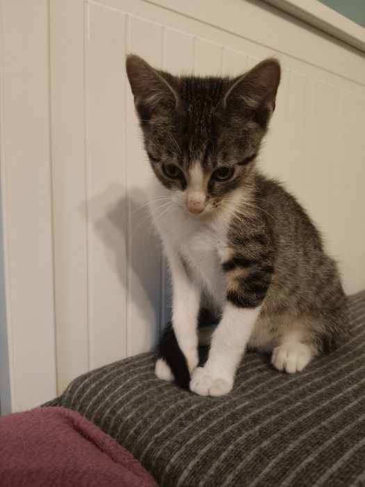 Malutki Sosik szuka domu ! Adopcja