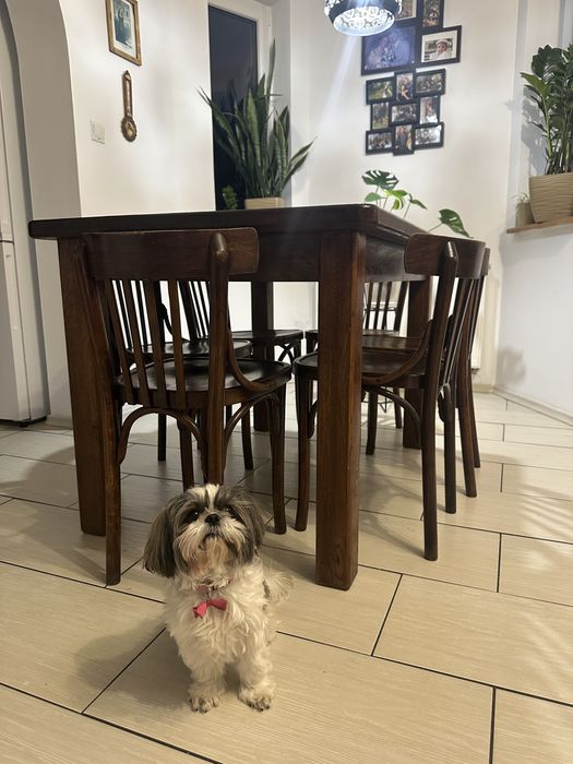 Stół dębowy i 6 krzeseł