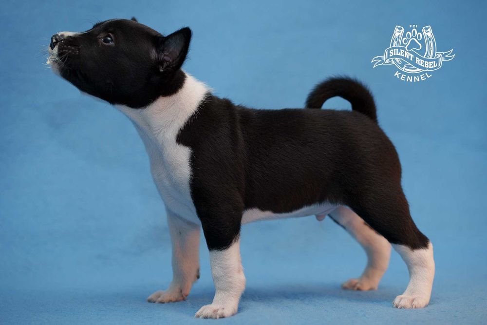 Szczenię piesek basenji FCI