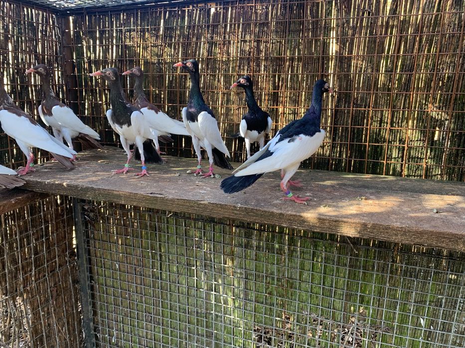 Sroka  Łowica , stoki.