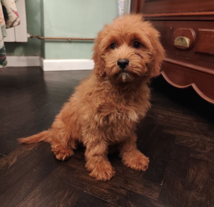 Cavapoo czerwona suczka