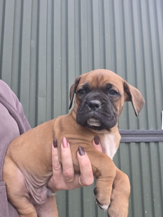 Нем боксер мальчик.