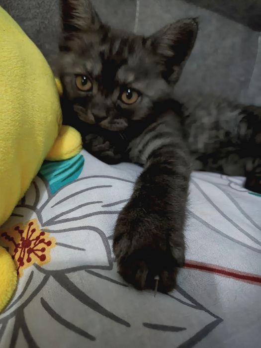 Шотладські кошенята