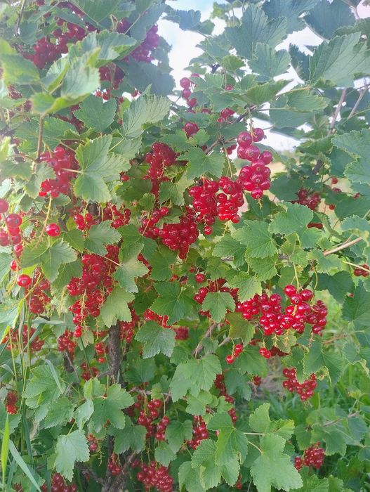 Porzeczka czerwona , czarna
