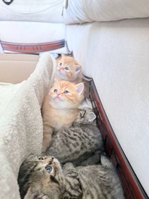 Продаж шотландських кошенят