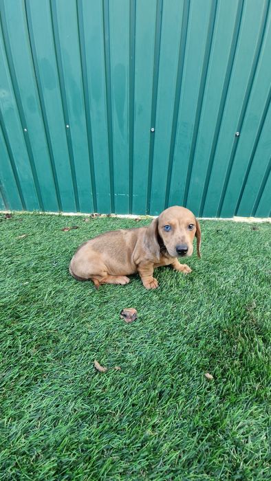 Teckel Castanho Merle Macho