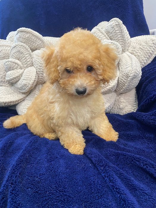 Sprzedam śliczne maltipoo