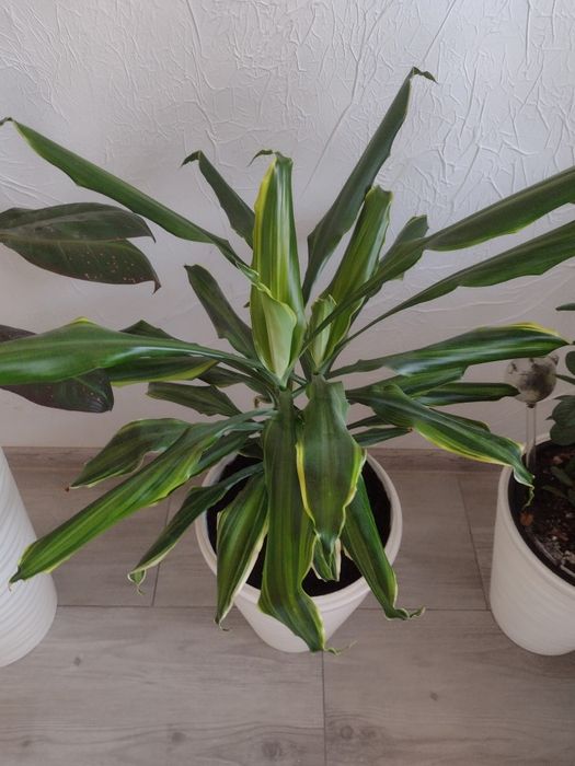 Dracena - juka. Kwiatek doniczkowy