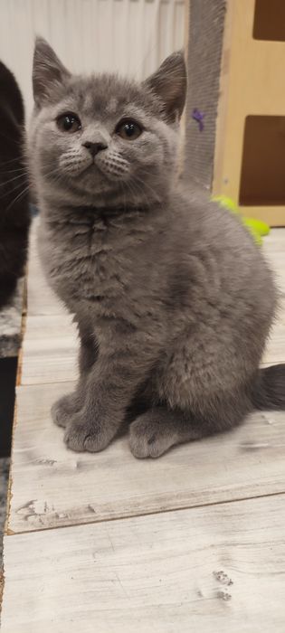 Kocurek brytyjski krótkowłosy