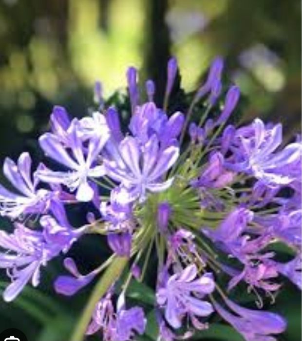 Agapanthus africanus