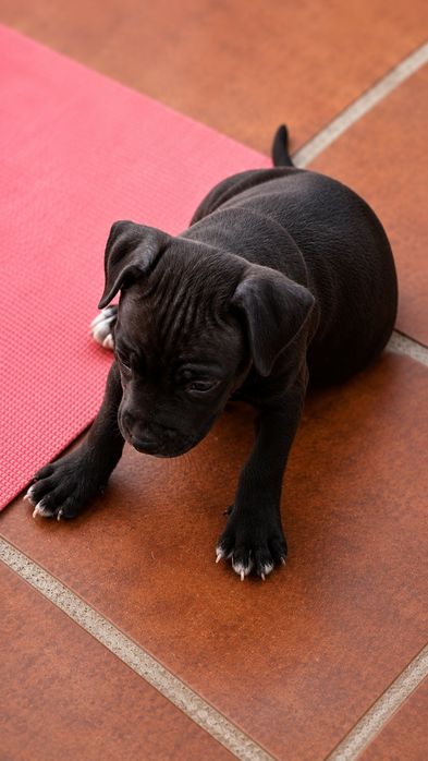 American Staffordshire Terrier