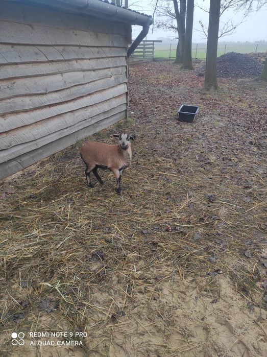 Owca kameruńska  sprzedam