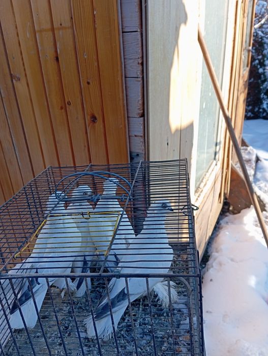 winerki  koronistolapciate