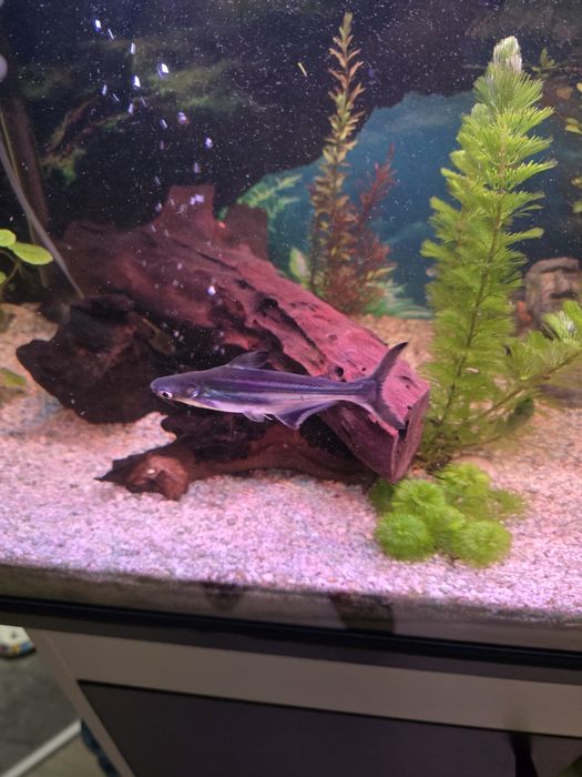 Sum rekini rekinek cztery sztuki