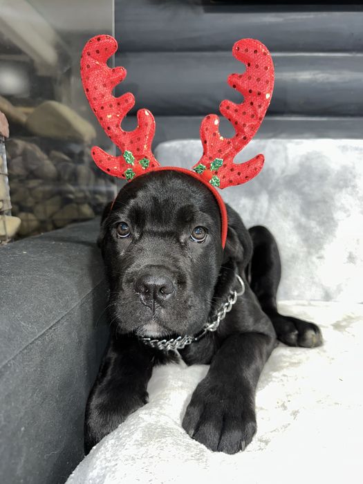 Чорна дівчинка 2,5м кане-корсо