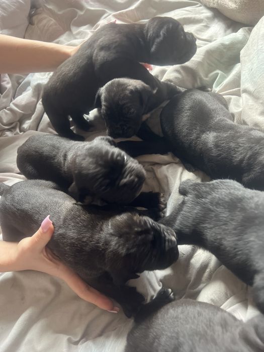 Продам цуценят кане-корсо